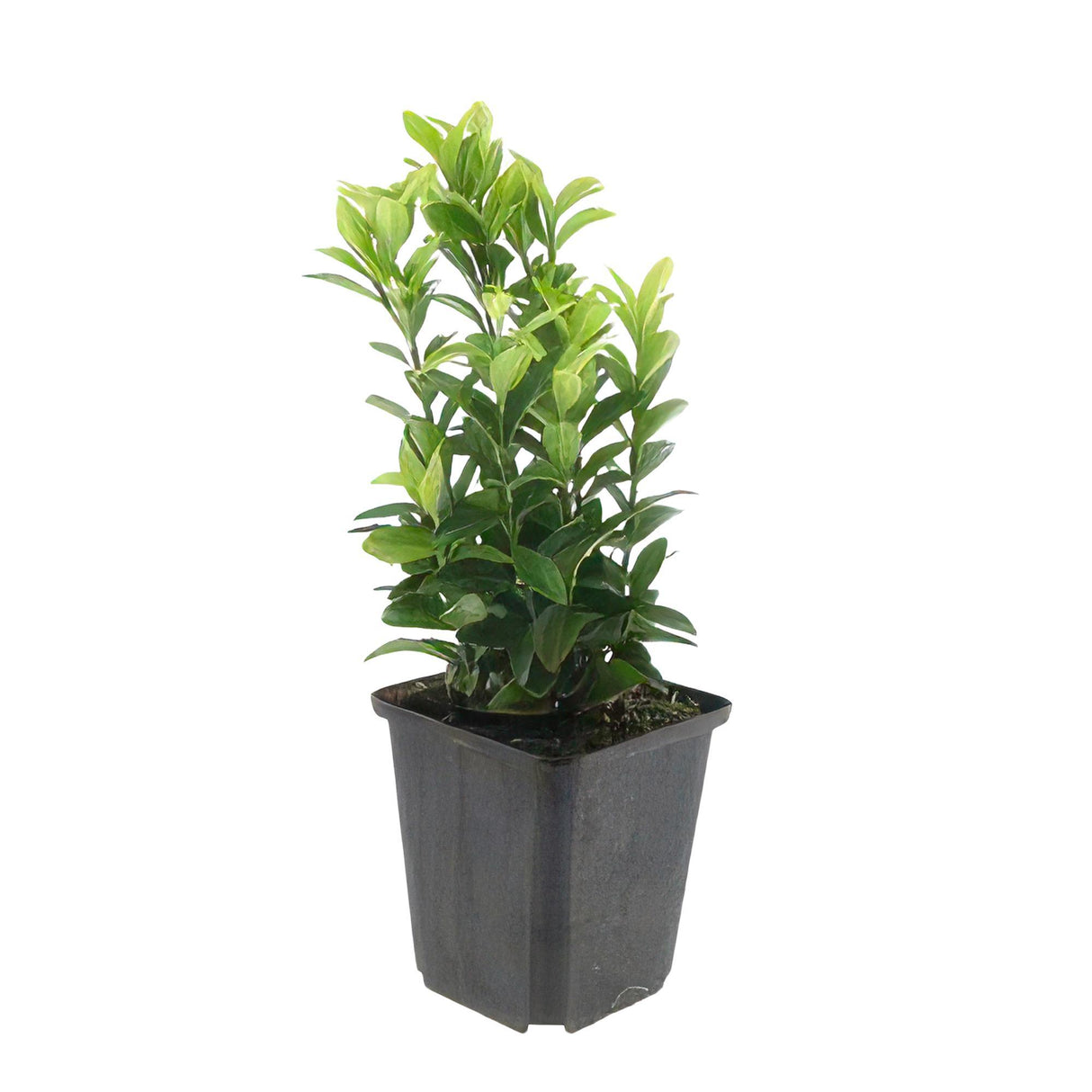 Euonymus jap. Green Spire - ↕10-25cm - Ø9cm - 20x