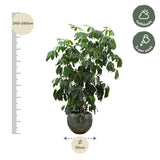 Schefflera Amate XL