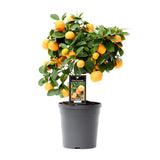 Citrus Calamondin