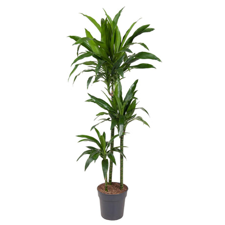 Dracaena Janet Craig