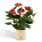 Anthurium andreanum Diamantrød inkl. REN zink - 45cm - Ø12