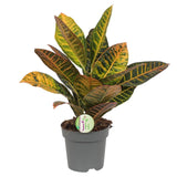 Codiaeum Petra - Croton