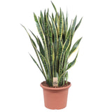 Sansevieria Laurentii