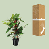 Philodendron Red Emerald