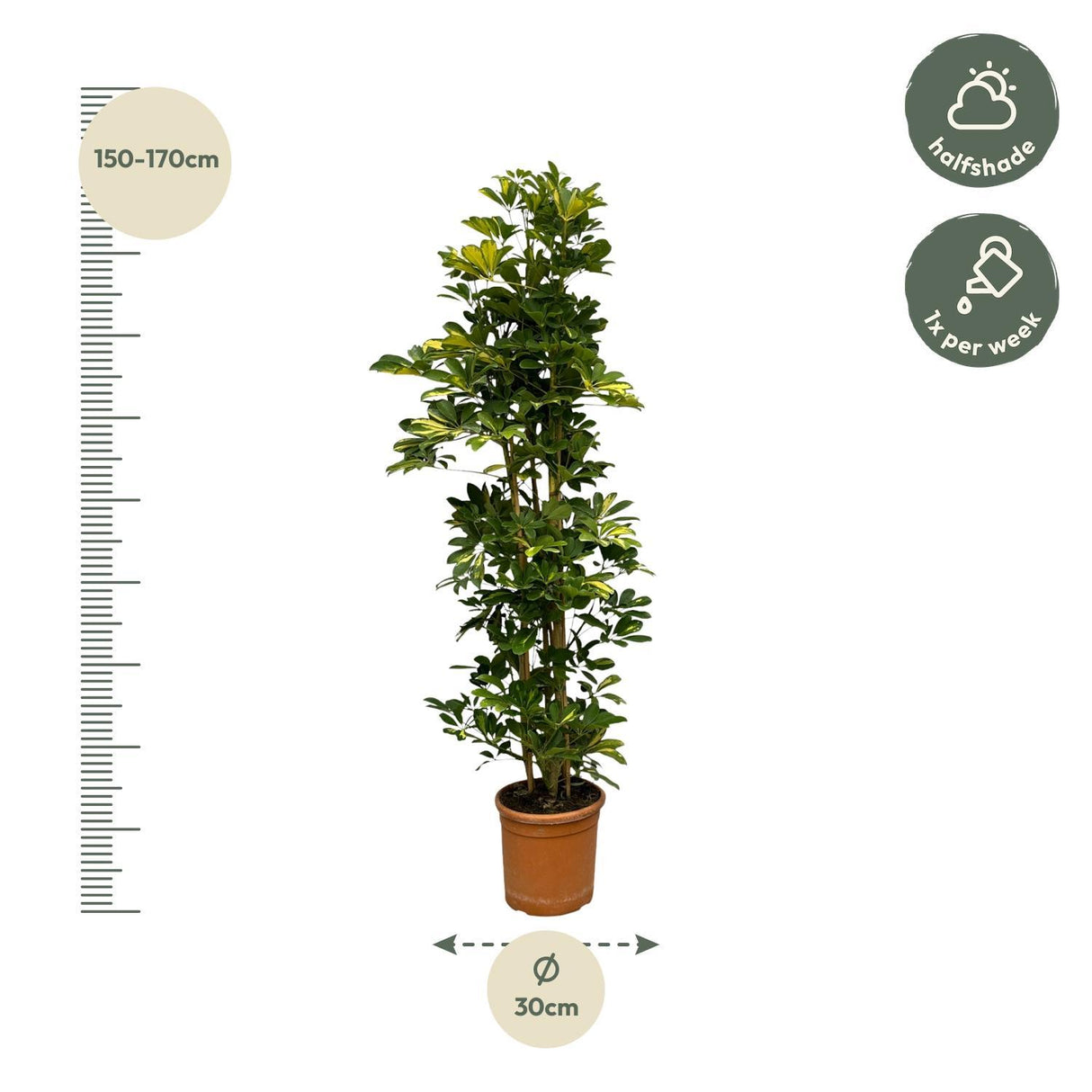 Schefflera Gold Capella struik