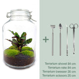 DIY terrarium - Jar Calathea