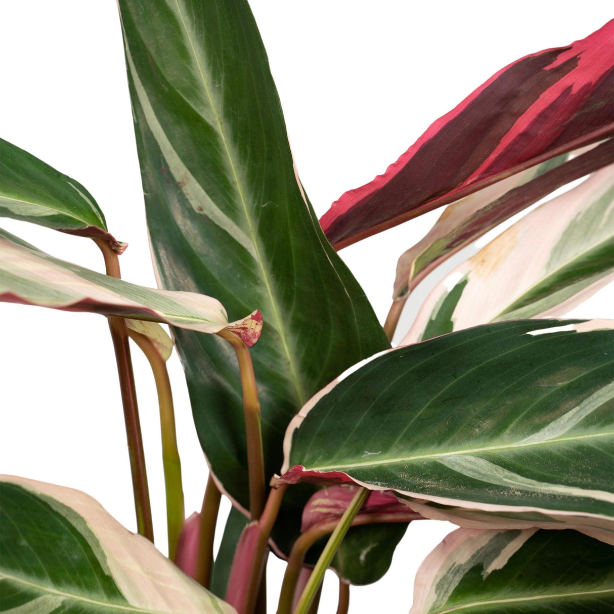 Calathea Triostar - Peacock Plantt - Ø19cm - ↕70cm