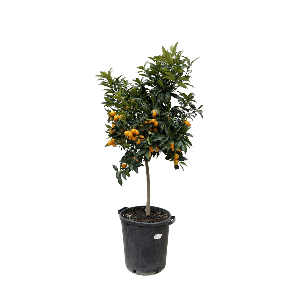 Citrus Kumquat