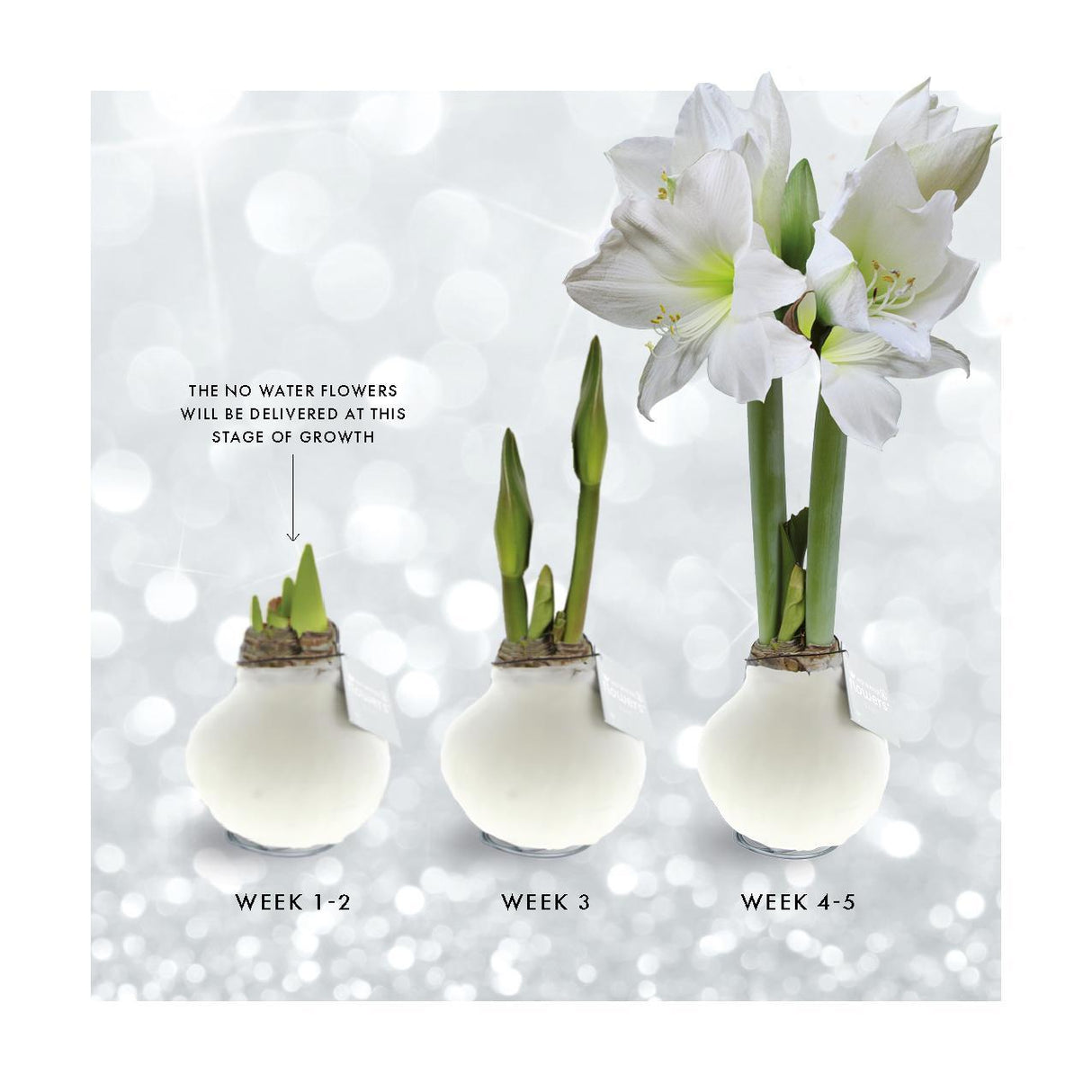 No Water Flowers® (voksamaryllis) | Naturalz Botanical Mix (3-pak) + Hvid blomst