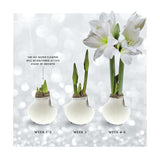 No Water Flowers + White flower (3 pack)