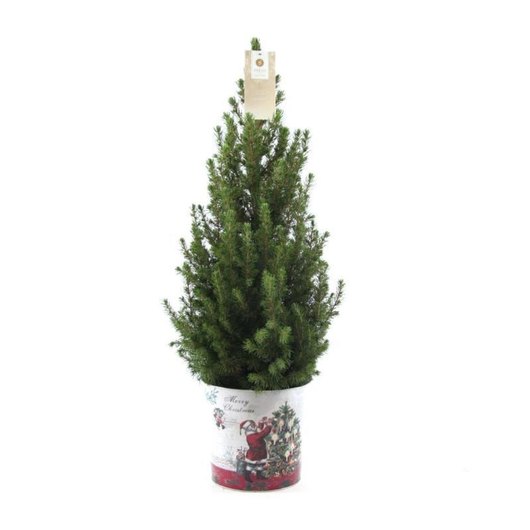 Kleine Kerstboom i Kerstmis sierpot - 70 cm - Picea Glauca Conica - Standalone