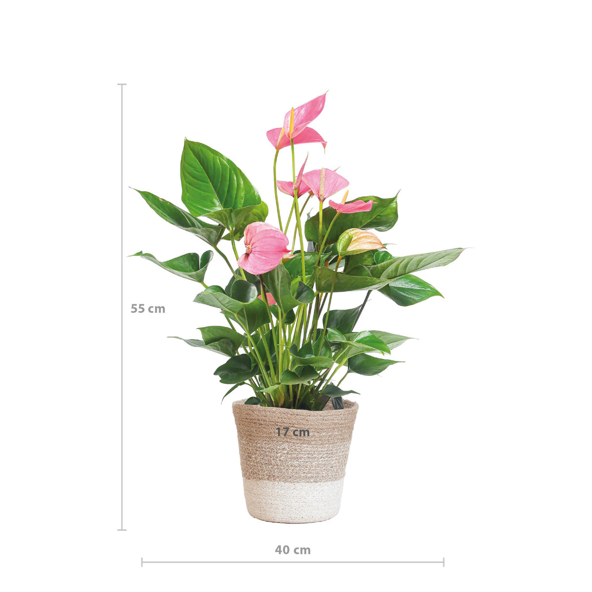 Anthurium Pink Explosion with Lisbon white basket - 55cm - Ø17