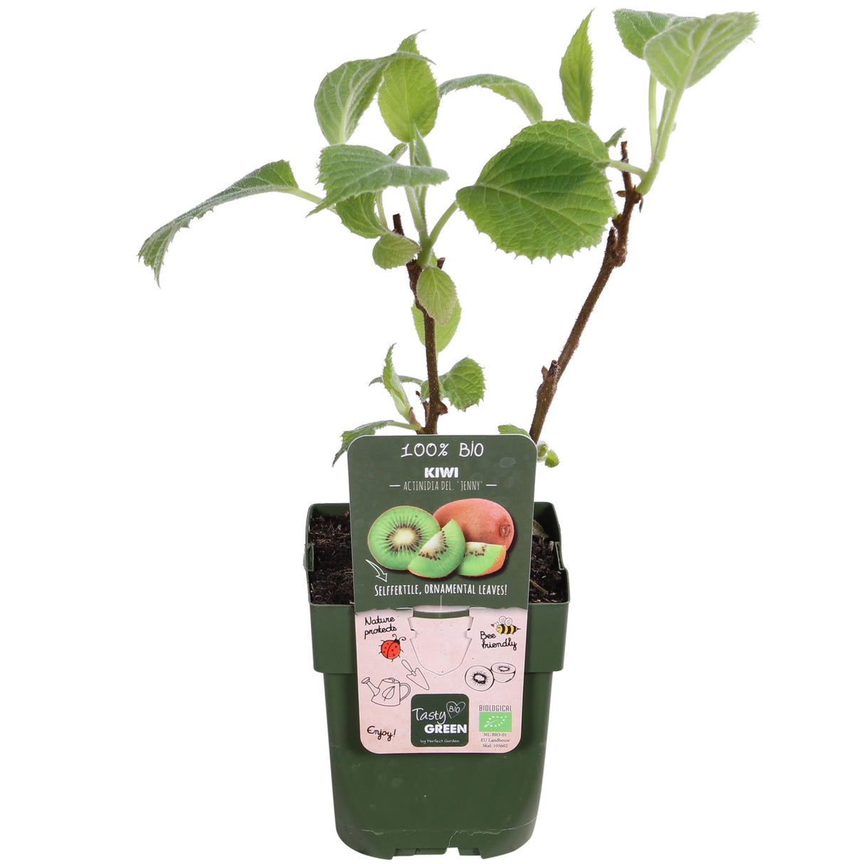 3x - Actinidia delciosioa 'Jenny' - ↨45cm - Ø13