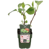 3x - Actinidia delciosioa 'Jenny' - ↨45cm - Ø13