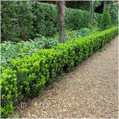 72 x Euonymus 'Green Spire' - 72 x Ø 7 cm - ↨ 15 cm