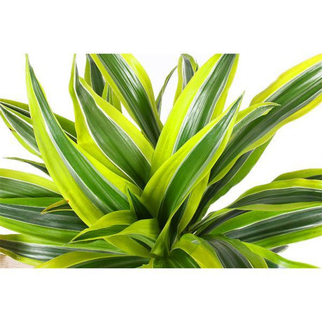 Dracaena Lemon Lime Ø21cm - ↕65cm in Albury BLACK print mand