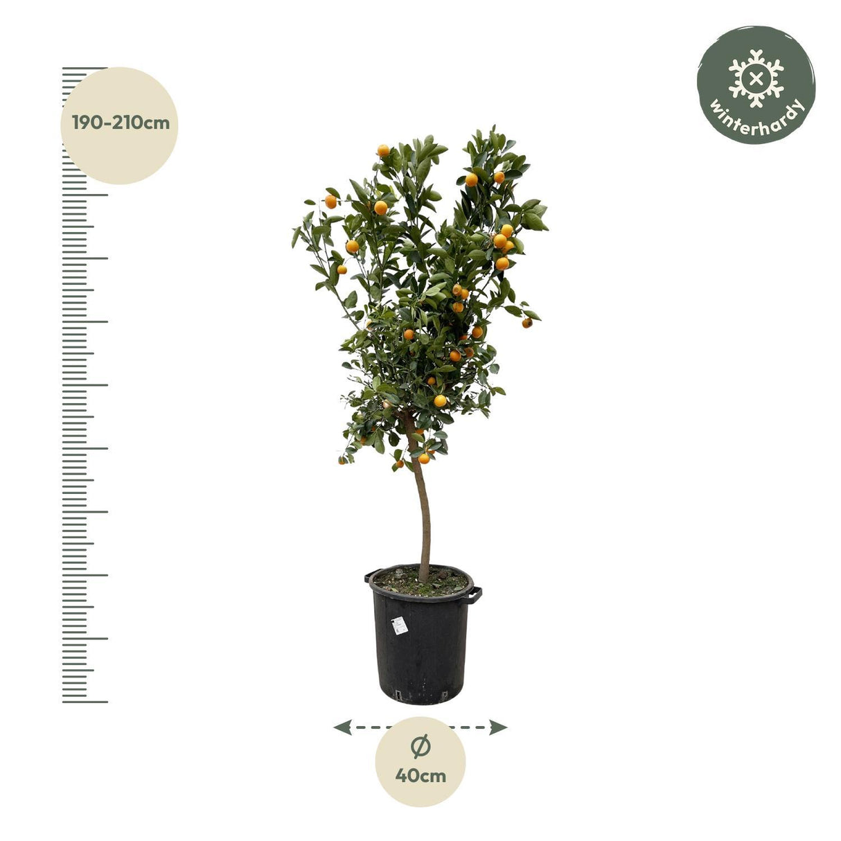 Citrus Calamondin