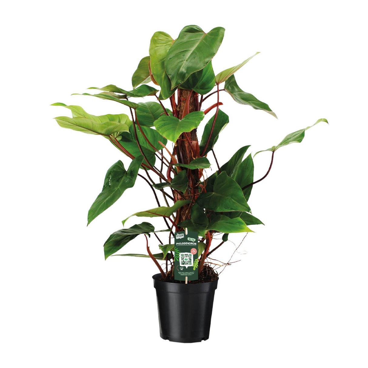 Philodendron Red Emerald