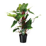 Philodendron Red Emerald