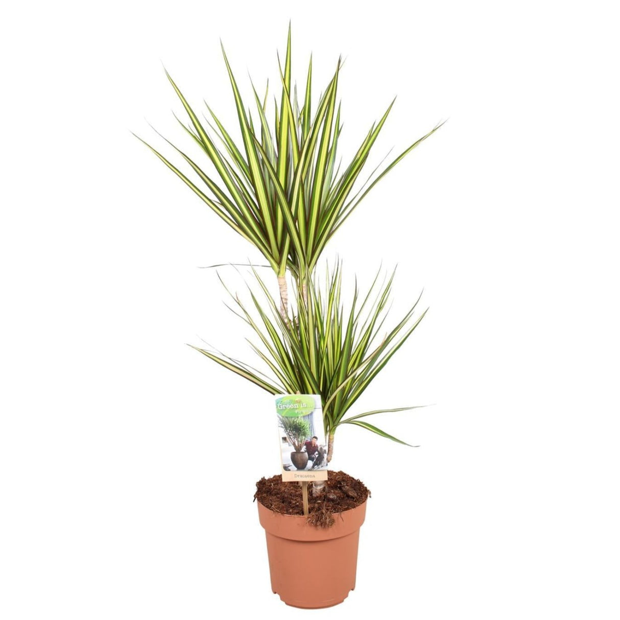 Dracaena Sunray