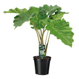 Alocasia Portodora - Ø21cm - ↕80cm