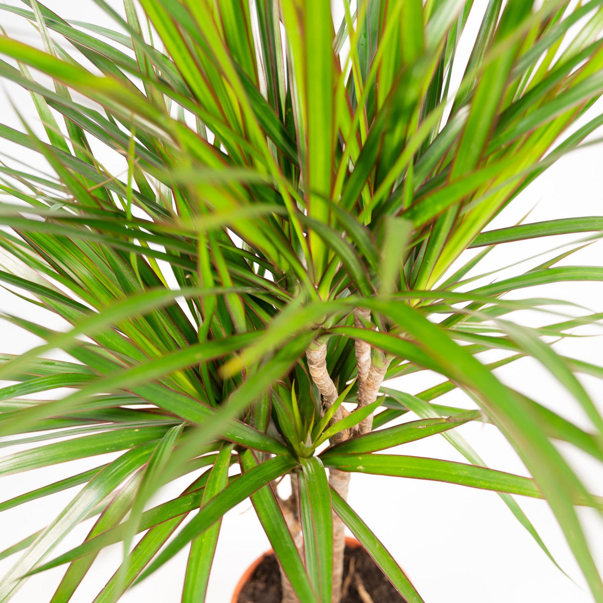 Dracaena Marginata