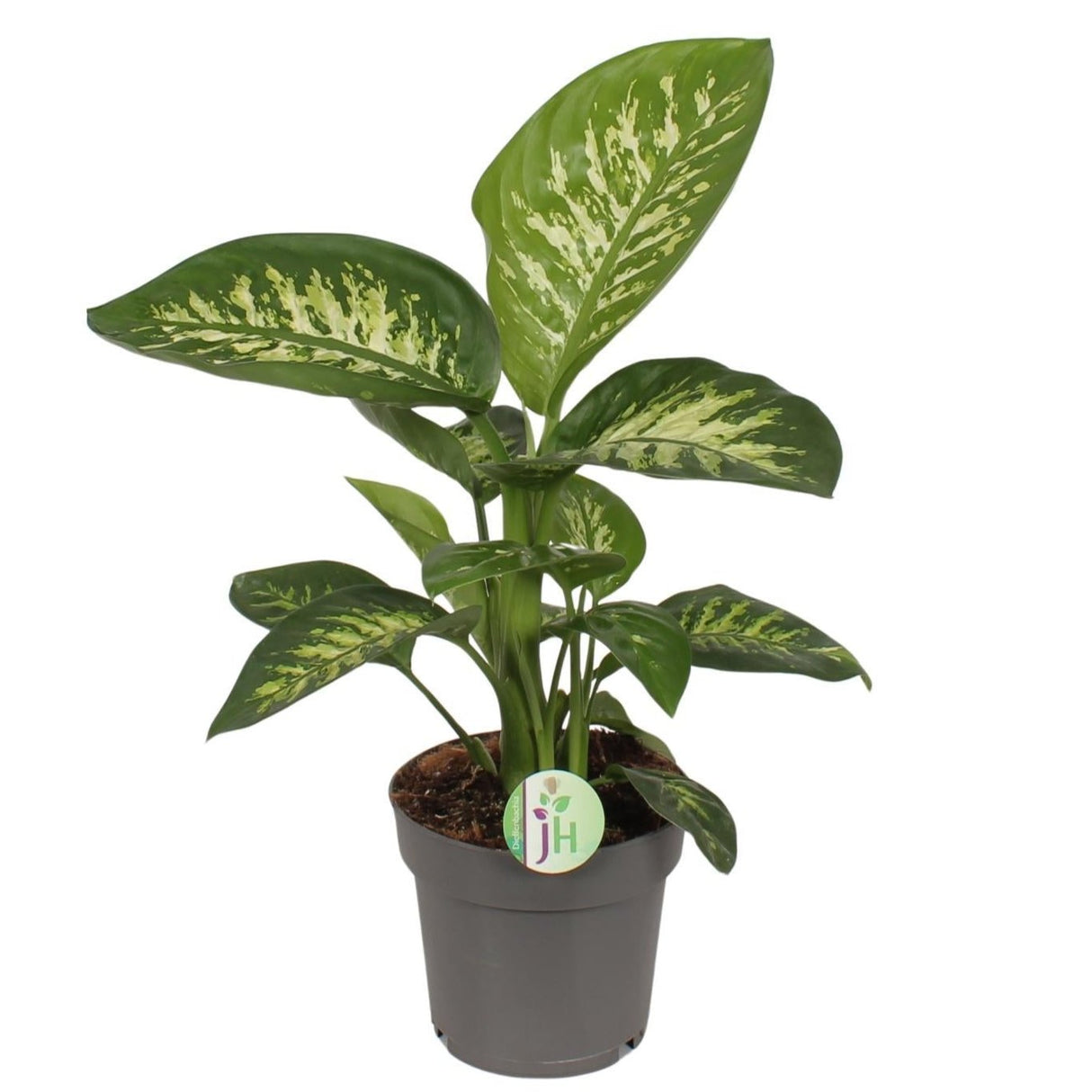 Dieffenbachia Reeva - Ø17cm - ↕50cm