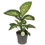 Dieffenbachia Reeva - Ø17cm - ↕50cm