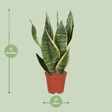 Sansevieria Trifasciata Futura Superba