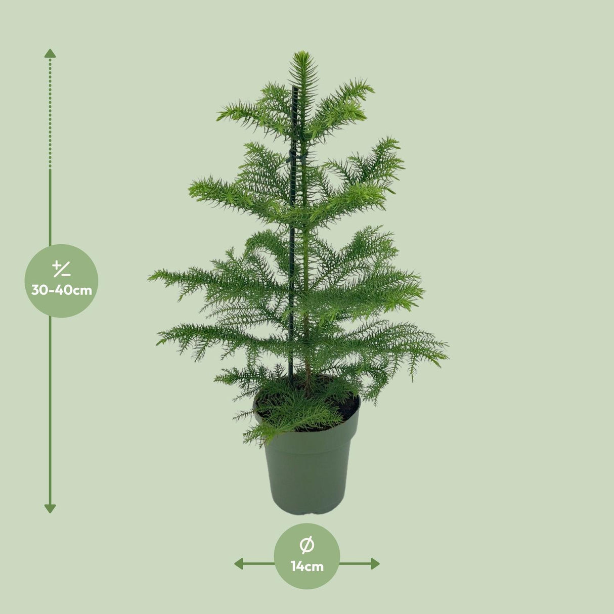 Araucaria Heterophylla - Ø21cm - ↕70cm - Ø14 - ↨40cm