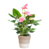 Anthurium Pink Explosion with Lisbon white basket - 55cm - Ø17