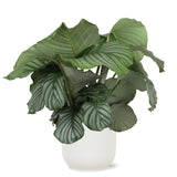 Calathea Orbifolia Ø21cm - ↕70cm in Vibes WIT pot