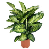 Dieffenbachia Camilla