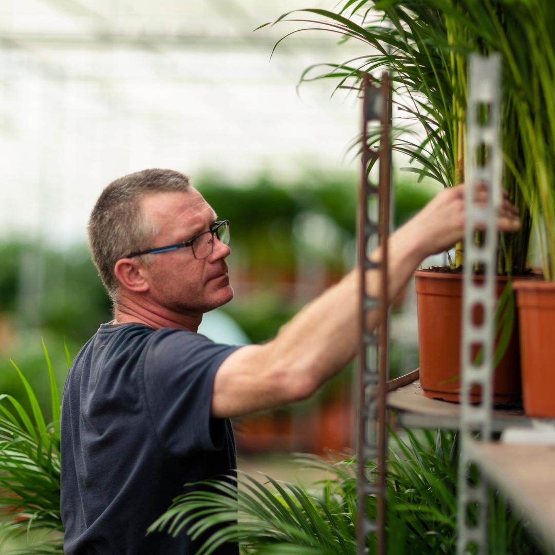 Dracaena Marginata