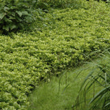 Pachysandra udtryk. 'Grønt tæppe' 