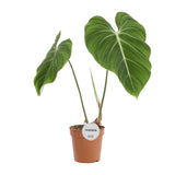 Philodendron Gloriosum