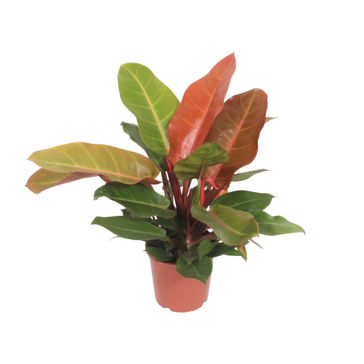 Philodendron Prince of Orange