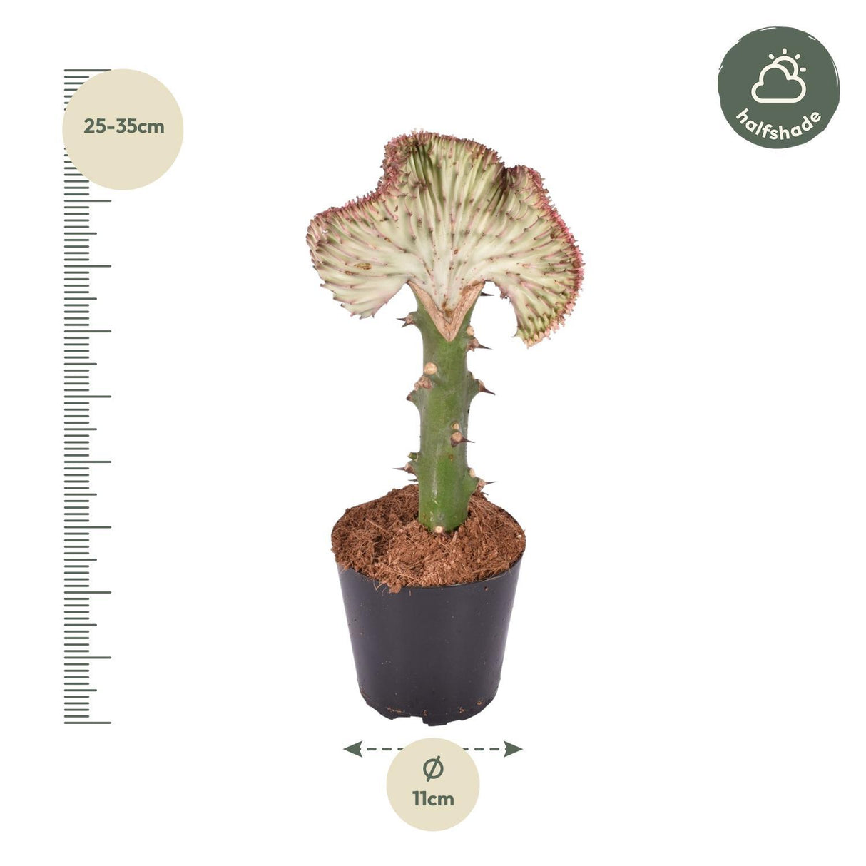 Euphorbia lactea Cristata rood - 30 cm - ø10,5