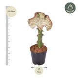 Euphorbia lactea Cristata rood - 30 cm - ø10,5