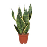 Sansevieria Trifasciata Futura Superba