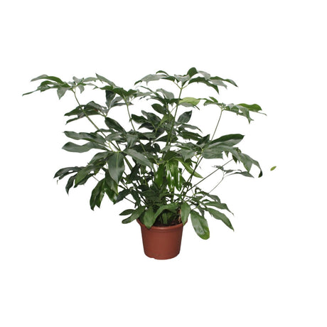 Philodendron Green Wonder