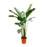 Strelitzia Augusta de luxe XXL