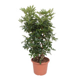 Schefflera Arboricola Compacta vertakt