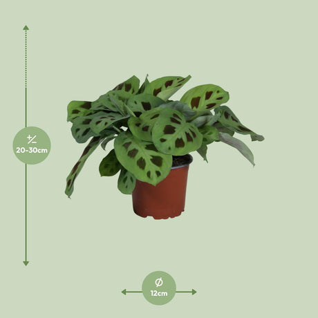 Maranta Leuconeura Kerchoveana