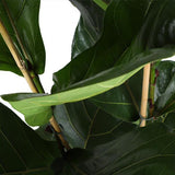 Ficus Lyrata