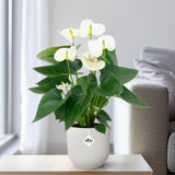 Anthurium White - Ø12cm - ↕43cm