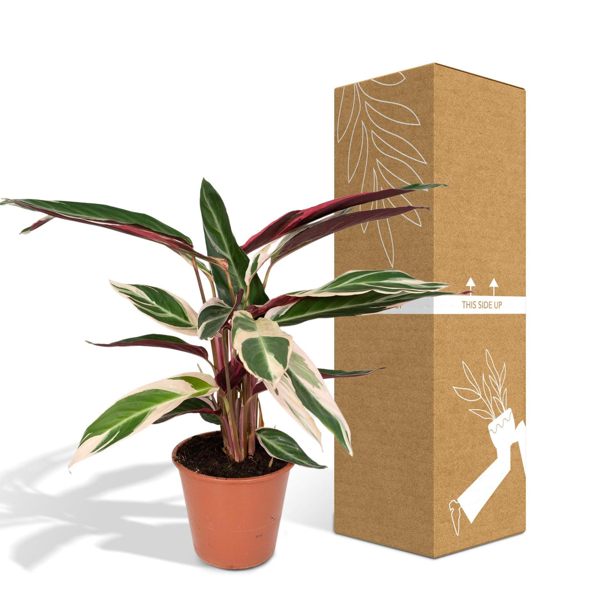 Calathea Triostar - Peacock Plantt - Ø19cm - ↕70cm