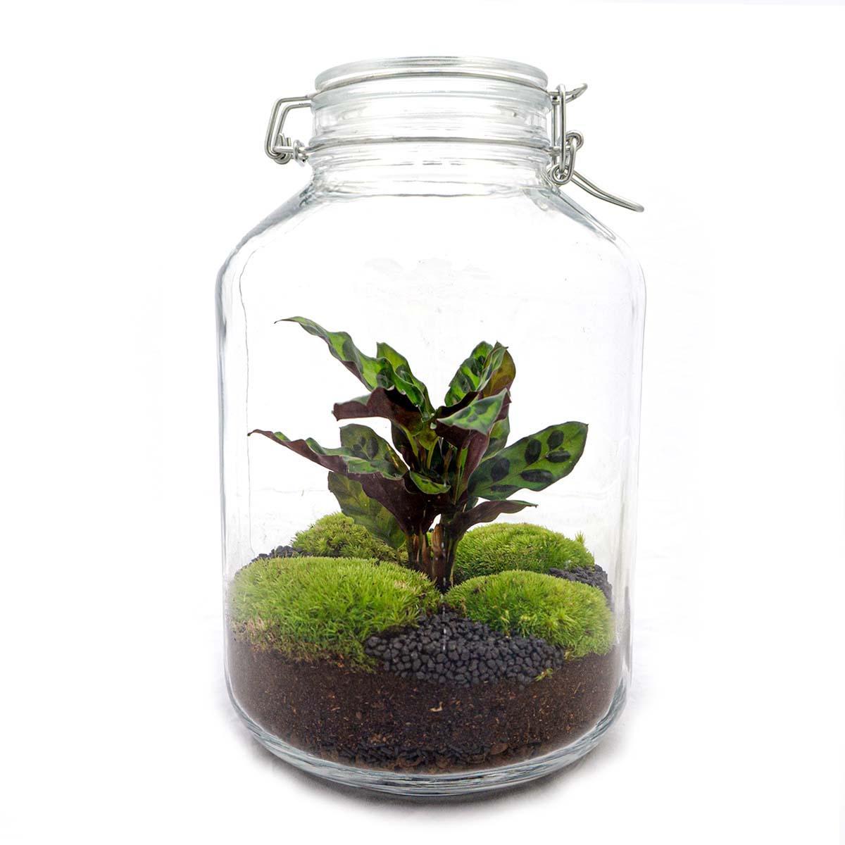 DIY terrarium - Jar Calathea