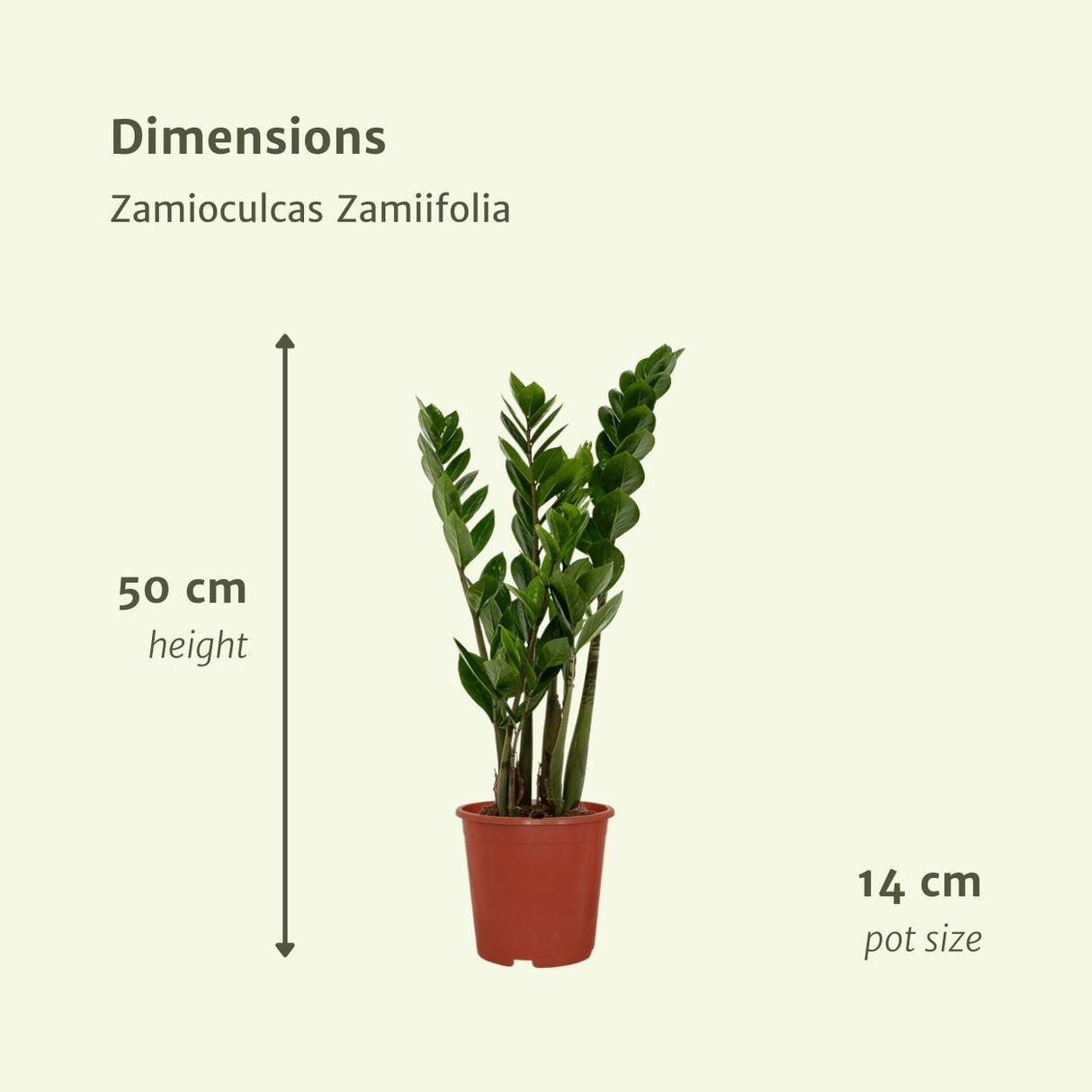 2x Zamioculcas Zamiifolia - Emerald palm - 50cm - ø14