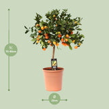 Citrus Calamondin